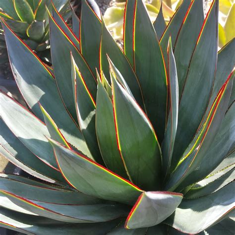 Agave 'Blue Glow' - Mid Valley Trees