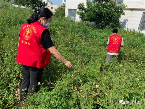 博铺街道：开展禁种铲毒踏查活动吴川市人民政府网站