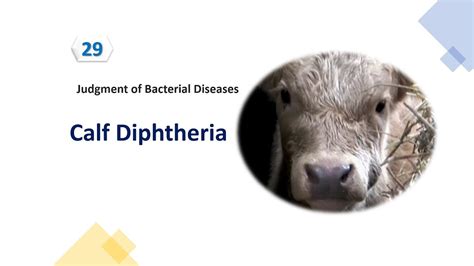 Lecture 29 Calf Diphtheria خناق العجول YouTube