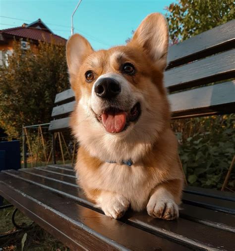 Corgi Terry | Щенки корги, Вельш-корги, Животные