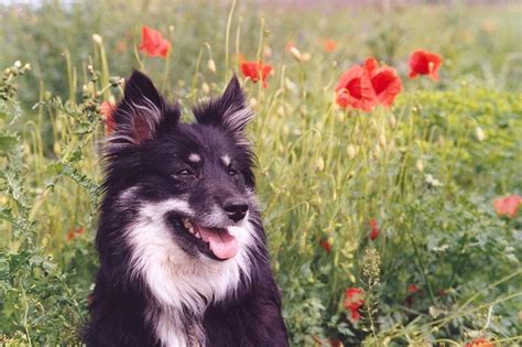 Black Icelandic Sheepdog