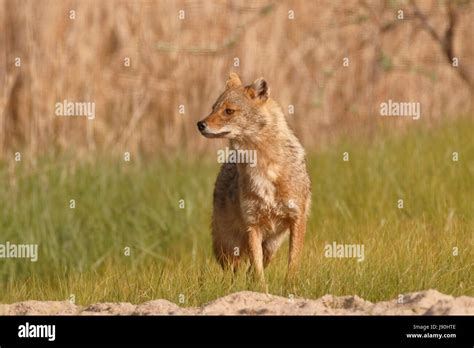 Golden Jackal Canis Aureus Adult Standing On Short Vegetation Danube