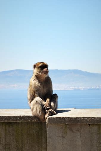 Gibraltar Monkey Stock Photo - Download Image Now - Animal, Animal Wildlife, Gibraltar - iStock