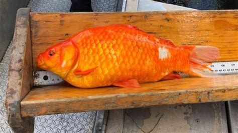 New study helps track 'destructive' giant goldfish threatening Hamilton Harbour | CBC News ...