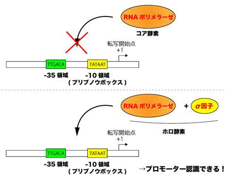 解決原核生物と真核生物の転写制御の仕組みの違い