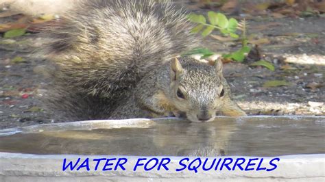 Squirrels Drinking Water ~ Backyard Wildlife Habitat ~ Backyard Nature Shared Youtube