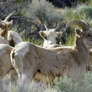 Sierra Nevada Bighorn Sheep III Photograph By Dale Matson Fine Art