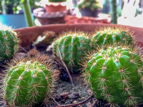 Como Cuidar De Mini Cactos E Seus Tipos