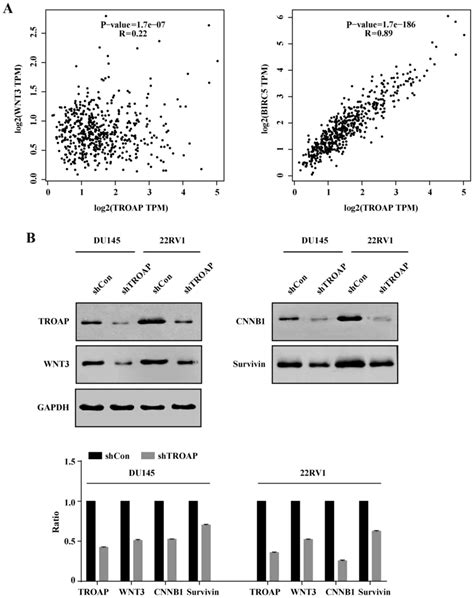 Troap Regulates Prostate Cancer Progression Via The Wnt3 Survivin