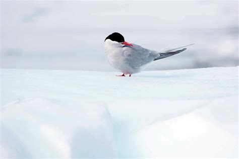 Why The Arctic Tern Is Natures Fiercest Parent Discover By Silversea