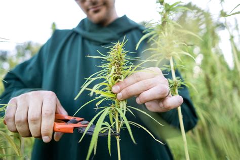 Cannabis Anbau für Anfänger Vom Samen bis zur Ernte Indoor Phasen