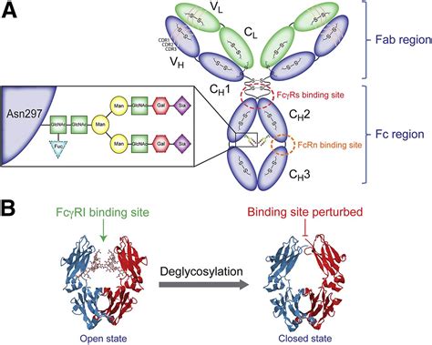 The Impact Of Fcγri Binding On Immuno Pet Journal Of Nuclear Medicine