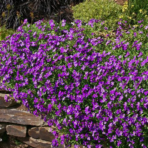 Purple Rock Cress Seeds Aubrieta Hybrida Hendersonii Ground Cover Pl