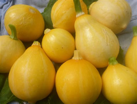 Lemon Squash, 3 g : Southern Exposure Seed Exchange, Saving the Past ...
