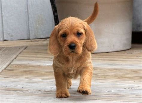 Basset Fauve de Bretagne Puppies Behavior And Characteristics In ...