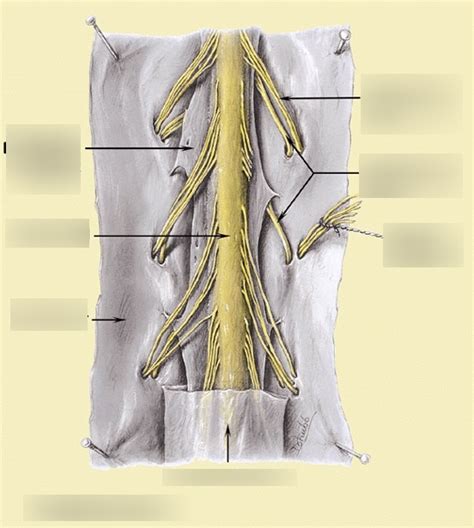 Denticulate Ligaments Diagram | Quizlet