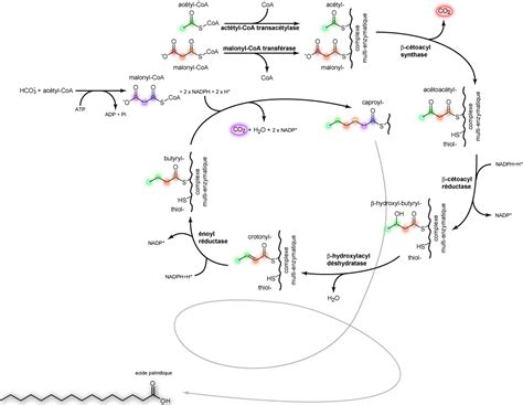 Acide Gras D Finition Et Explications