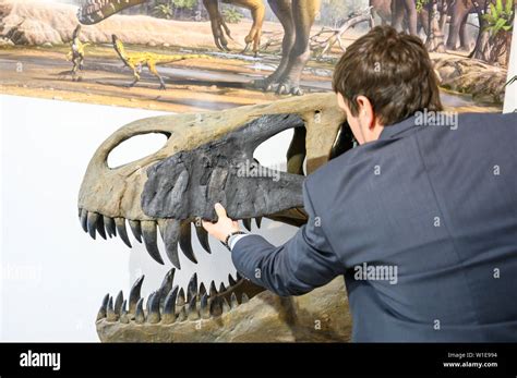 Torvosaurus skull hi-res stock photography and images - Alamy