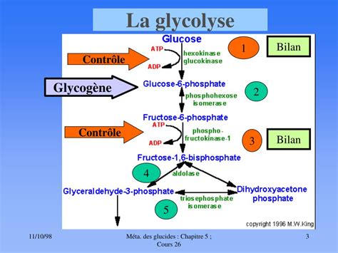 PPT Glycolyse Et Oxydation Du Pyruvate PowerPoint Presentation Free