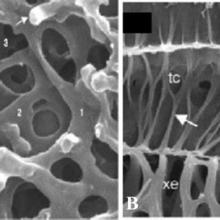 1. Pathways of phloem loading and unloading in plants. Two modes of ...