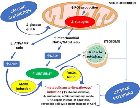 Frontiers Sirtuins At The Service Of Healthy Longevity