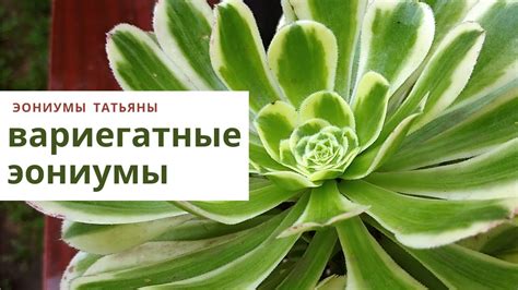 Вариегатные эониумы - YouTube