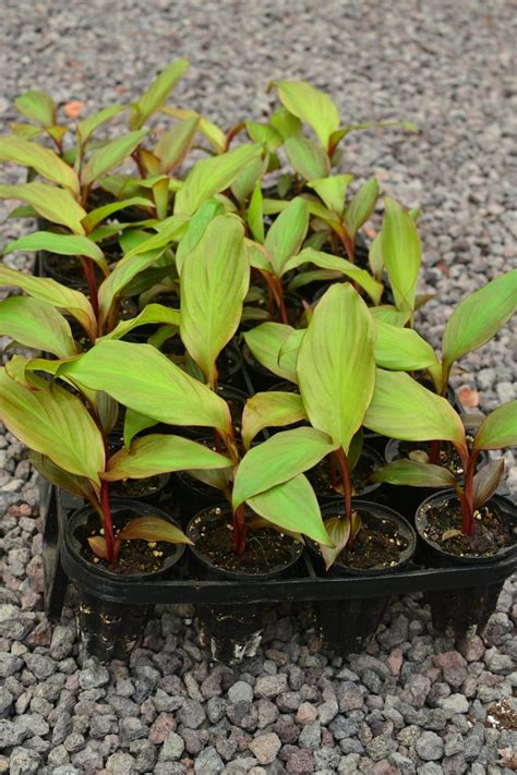 Canna (Canna edulis) | Tropical Self Sufficiency