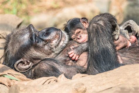 Portrait of Mother Chimpanzee with Her Funny Small Baby Stock Photo ...