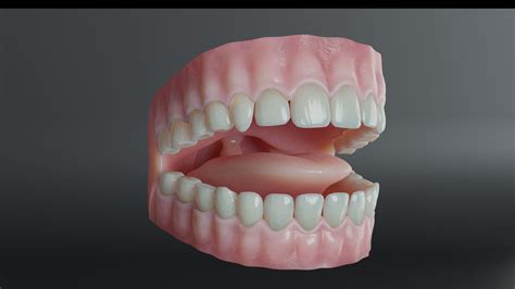 Human Teeth 3d Model Animated Rigged Cgtrader