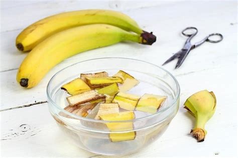 Dünger aus Bananenschalen herstellen Anleitungen und Anwendungen