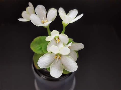 Mac's Misty Meadow - Africké fialky-Saintpaulia-African Violets