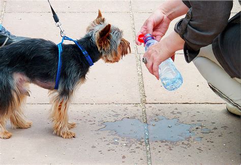 Qu Haces Cuando Un Perro Tiene Un Golpe De Calor