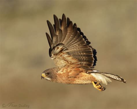 Swainsons Hawk In Flight Feathered Photography