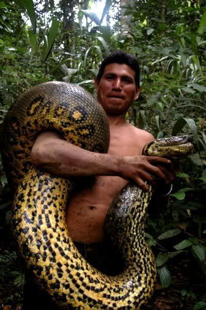 Amazon River Anaconda Facts