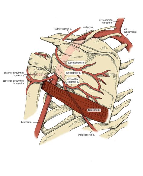 Axillary Artery on Behance