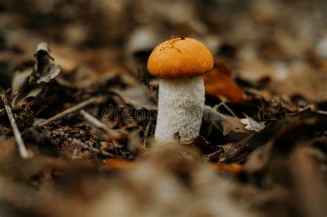 Hongos Comestibles Leccinum Aurantiacum Naranja Chapa Roja Boletus En