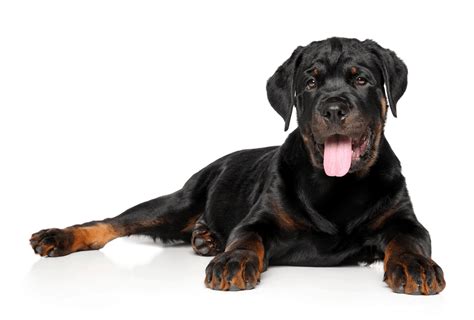 Rottweiler Colors - Is The Rottie Only Black & Tan? | PawLeaks