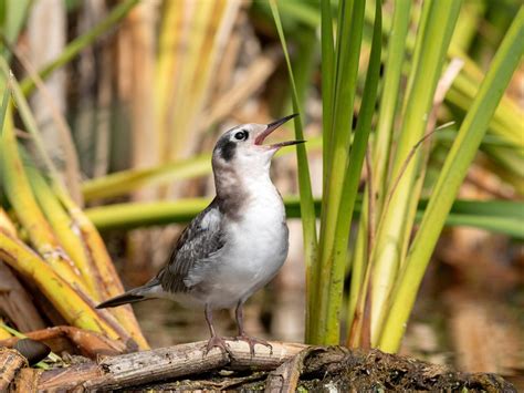 Black Tern Bird Facts (Chlidonias niger) | Birdfact