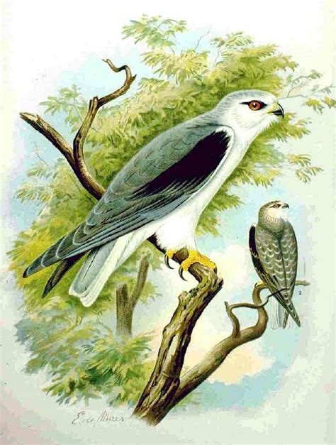 Black Winged Kite Elanus Caeruleus Wiki Display Full Image