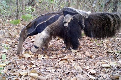 Programa De Monitoramento Da Fauna Abc Agora