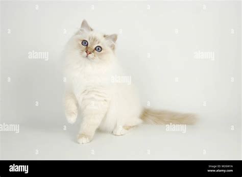 Lilac Tortie Birman Kitten Sitting Stock Photo Alamy