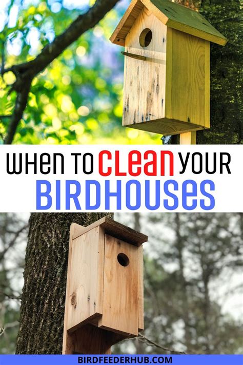 What time of year should you clean out your birdhouse? We talk seasonal