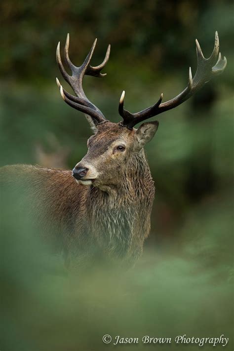 Portrait Of A Stag Forest Creatures Woodland Creatures Beautiful