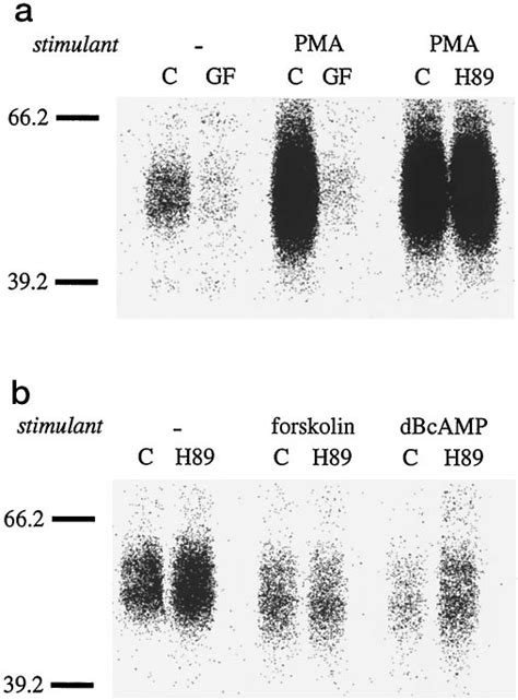 Receptor-independent activation of PKC or PKA. a, PKC activation. Cells ... 
