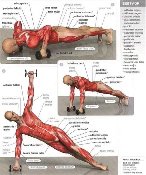 ¿qué Músculos Trabajo En Cada Ejercicio Mundo Entrenamiento