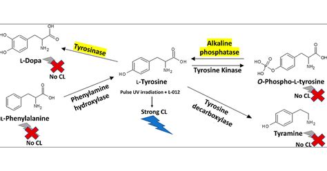 Development Of A Selective Assay Of Tyrosine And Its 47 OFF