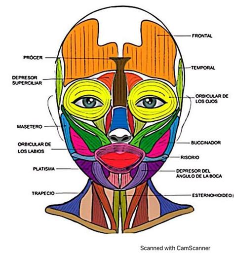 Musculos De La Cara