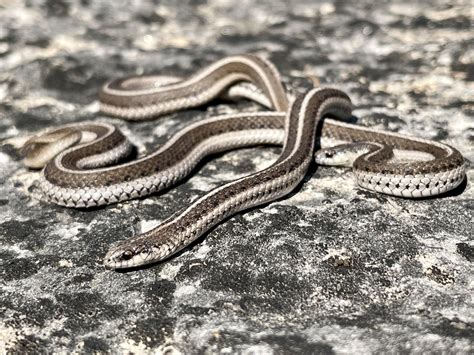 Herping Highlights In Palawan Philippines Rherpetology