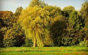 Willow Tree – Meaning and Symbolism