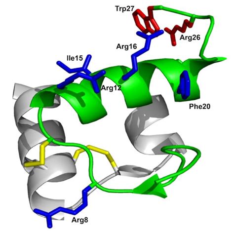 Structure And Receptor Interacting Amino Acid Residues Of Relaxin 3